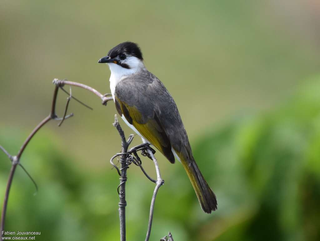 Bulbul de Taïwan