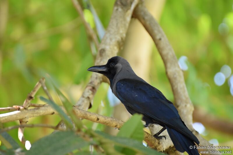 Corbeau familier