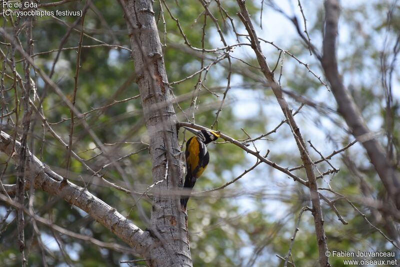 White-naped Woodpecker