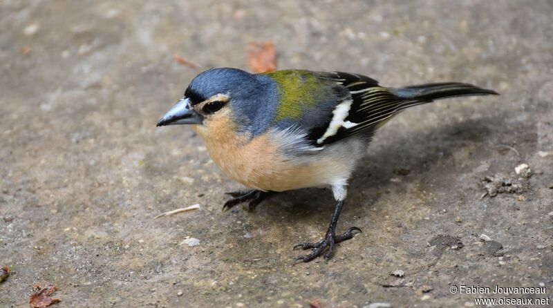 Pinson des Açores, identification, composition