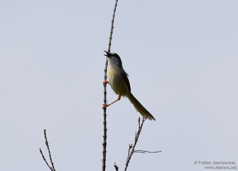 Prinia à ventre jauneadulte, chant