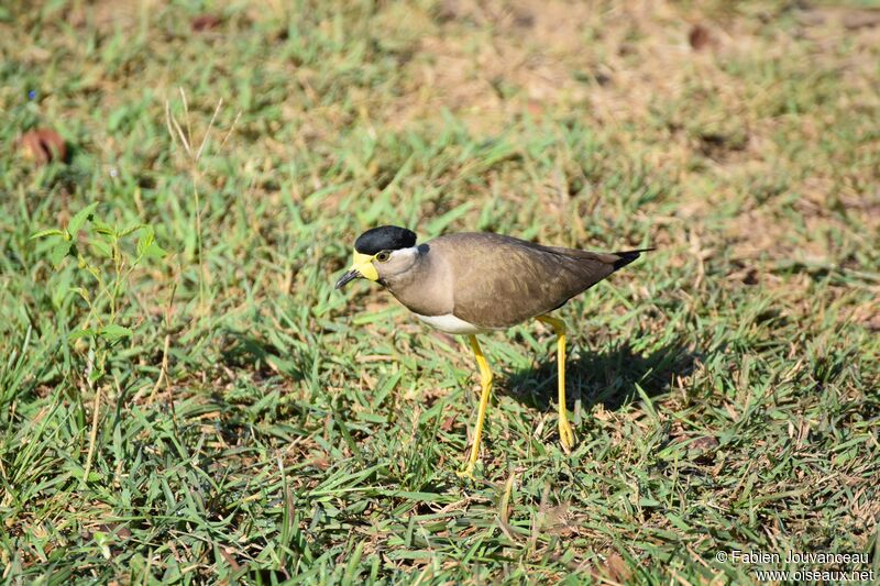 Yellow-wattled Lapwingadult, identification