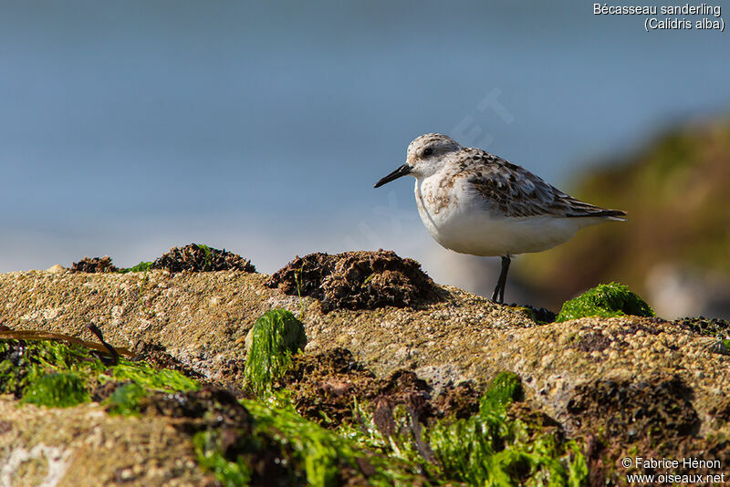 Bécasseau sanderling, identification