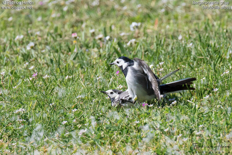 Bergeronnette griseadulte, accouplement.