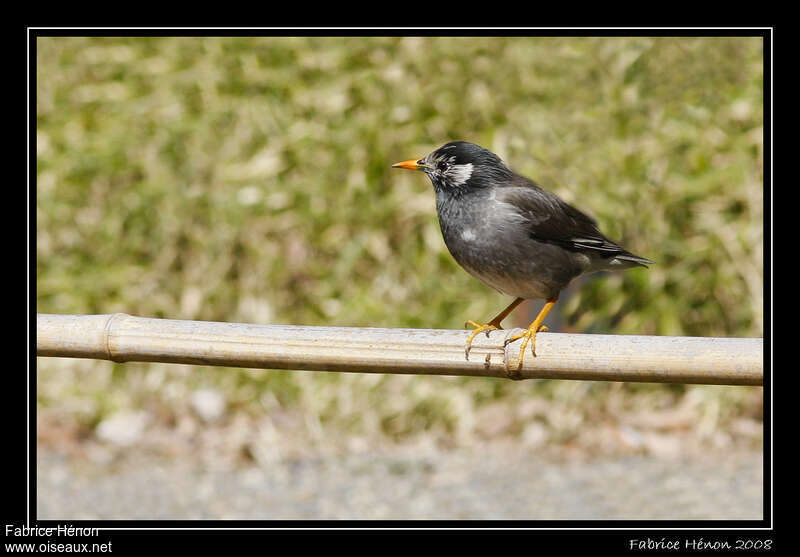 Étourneau gris, identification