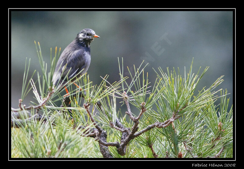 Étourneau gris