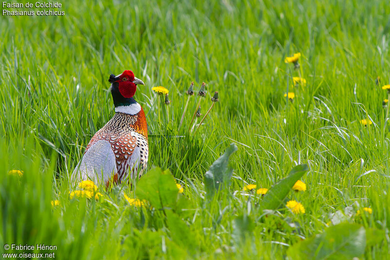 Faisan de Colchide mâle adulte, identification