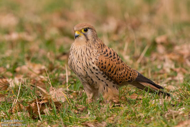 Faucon crécerelle femelle adulte, portrait