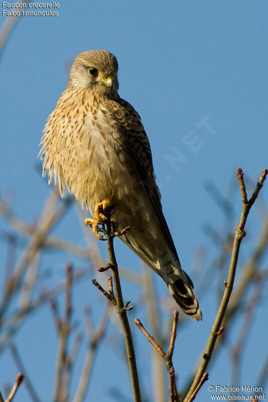 Faucon crécerelle mâle immature, identification