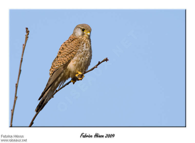 Faucon crécerelle mâle immature, identification