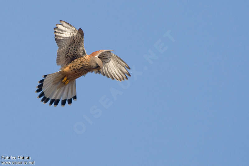 Faucon crécerelle mâle adulte, Vol, pêche/chasse