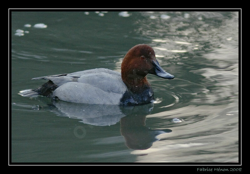 Fuligule à dos blanc