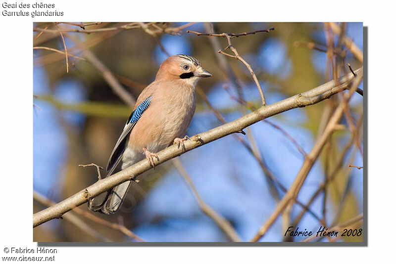 Eurasian Jay