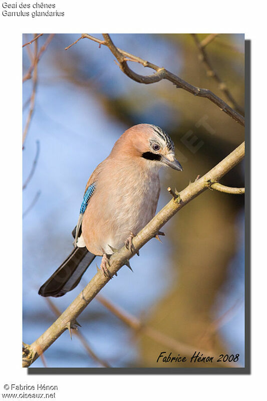 Eurasian Jay