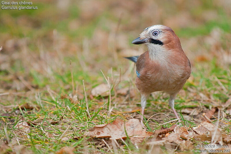 Eurasian Jayadult, identification