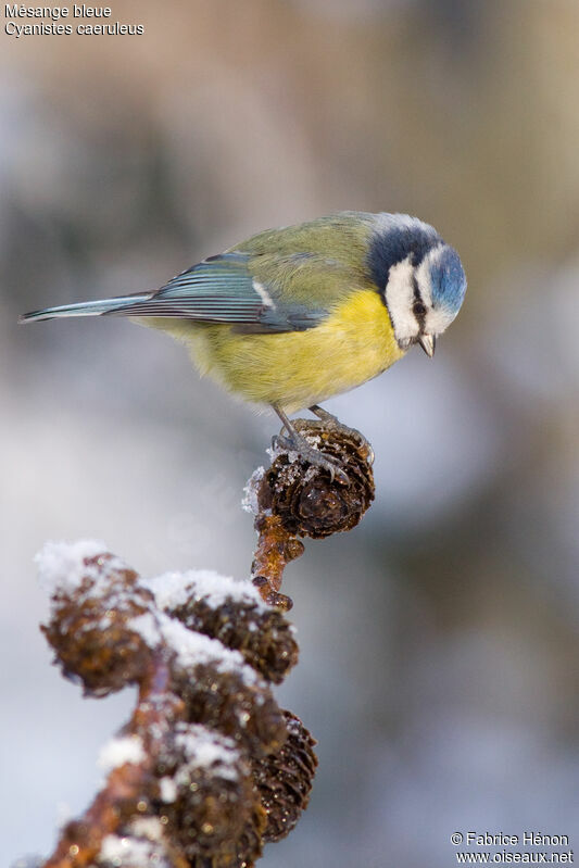 Mésange bleue femelle adulte, identification