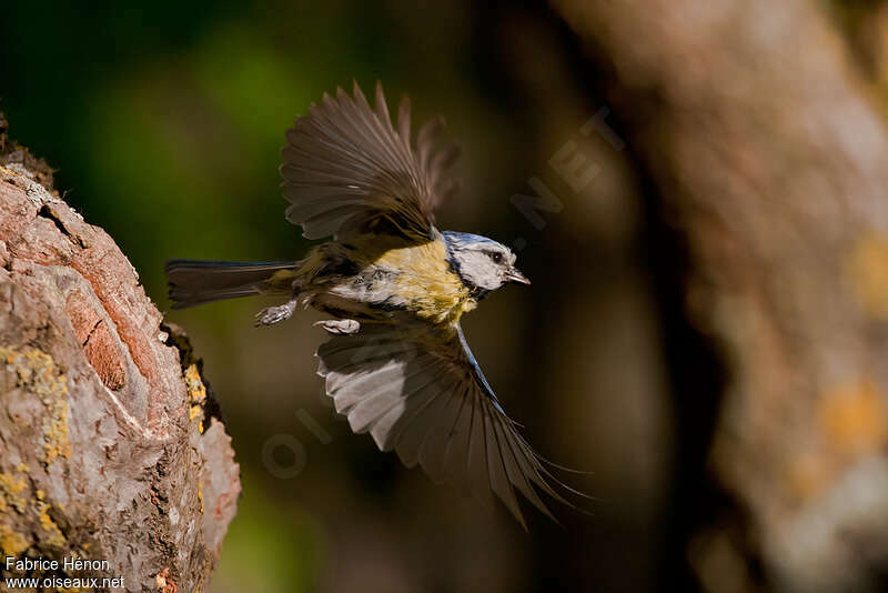 Mésange bleueadulte, Vol, Nidification