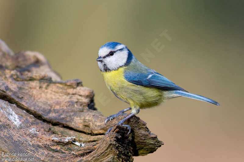 Mésange bleue mâle adulte nuptial, identification