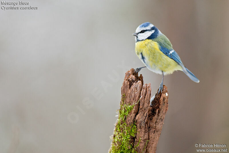 Eurasian Blue Tit male adult, identification