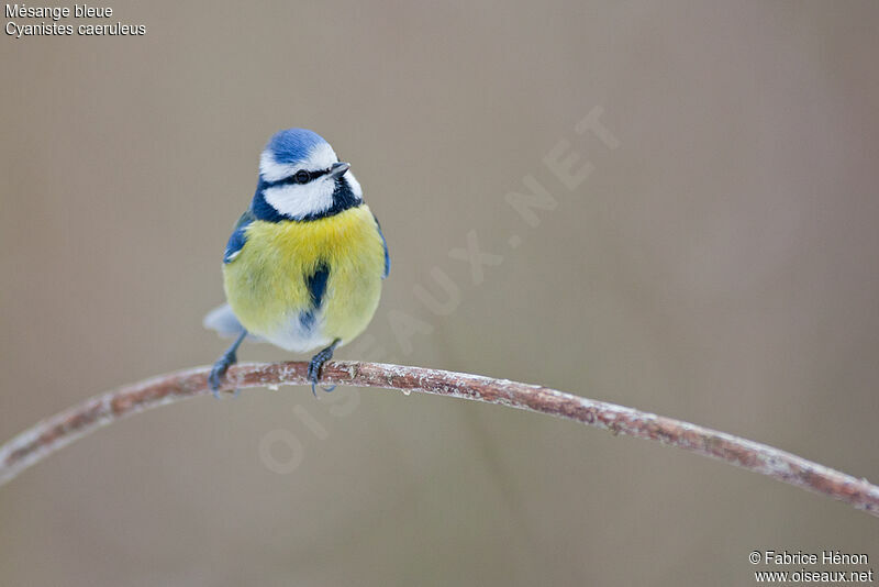 Eurasian Blue Titadult, identification