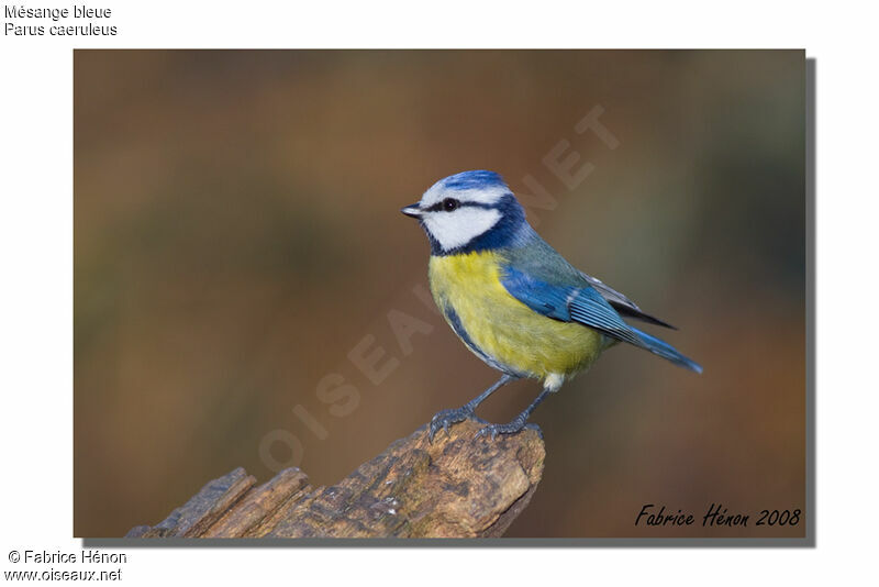 Mésange bleue mâle adulte