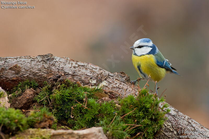 Eurasian Blue Titadult