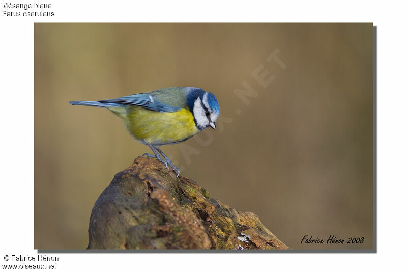 Mésange bleue mâle adulte