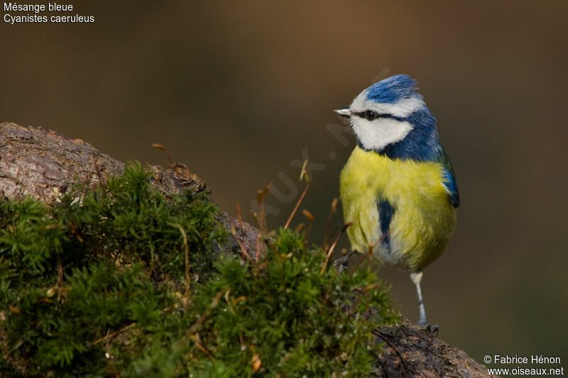 Mésange bleue mâle adulte, identification