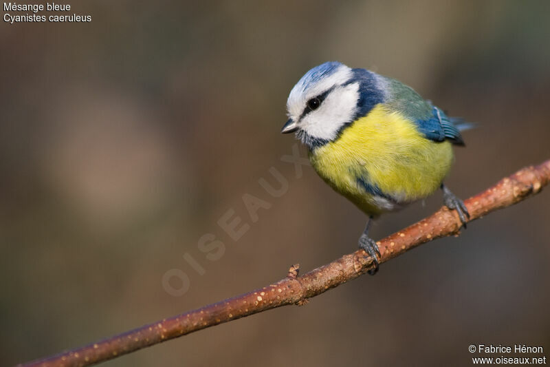 Mésange bleue femelle adulte, identification