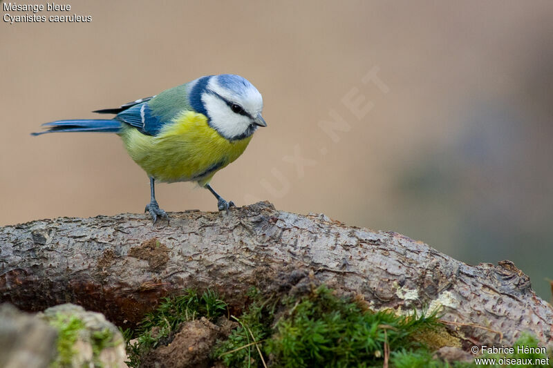 Mésange bleue femelle adulte, identification