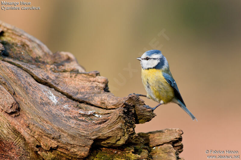 Mésange bleue femelle adulte