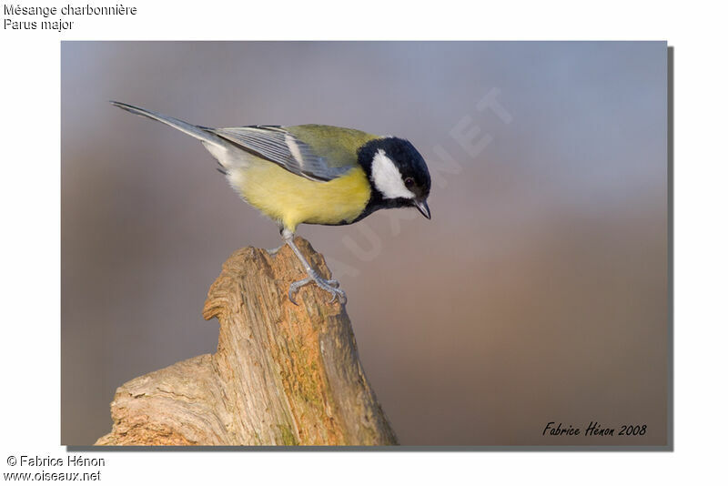 Mésange charbonnière