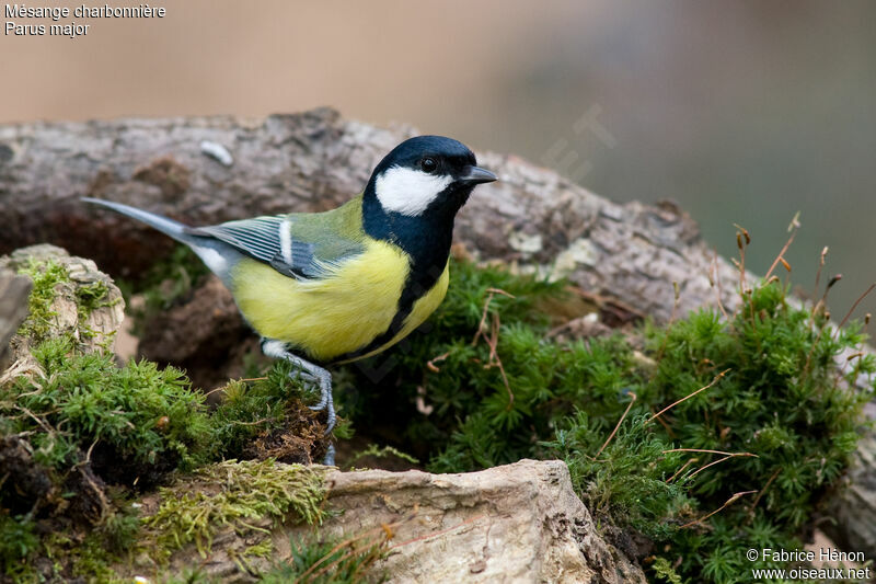 Mésange charbonnièreadulte, identification