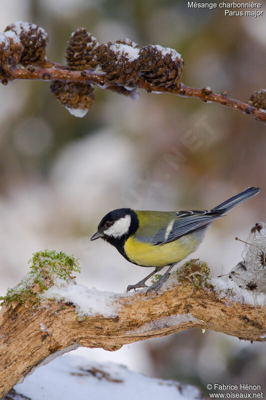 Mésange charbonnièreadulte