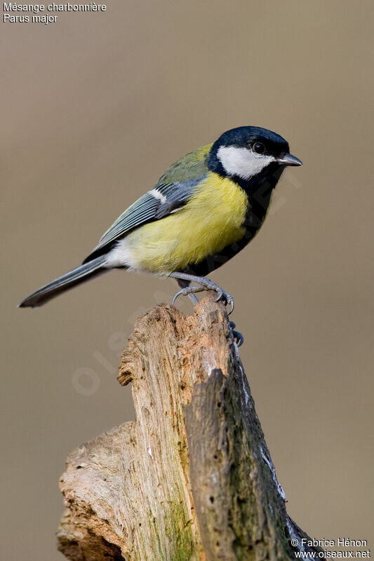 Mésange charbonnière mâle adulte, identification