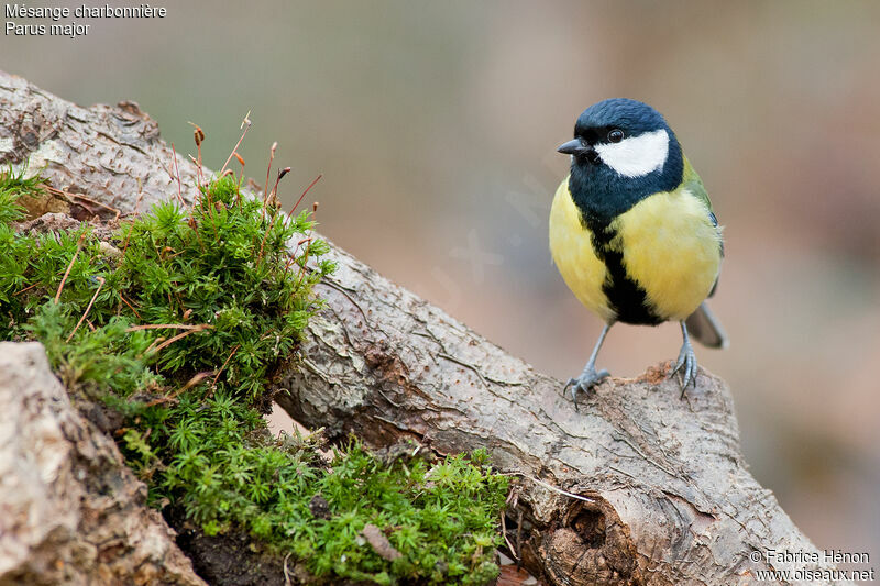 Mésange charbonnière mâle adulte