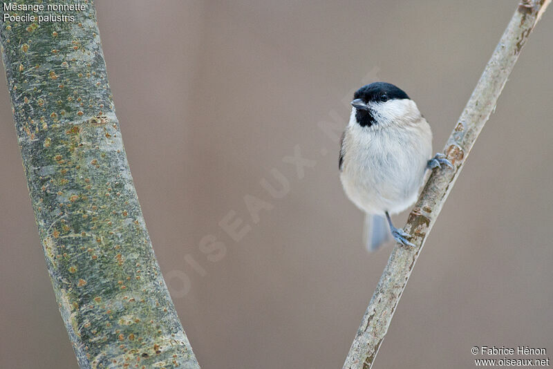 Mésange nonnetteadulte