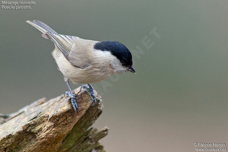 Mésange nonnetteadulte, identification