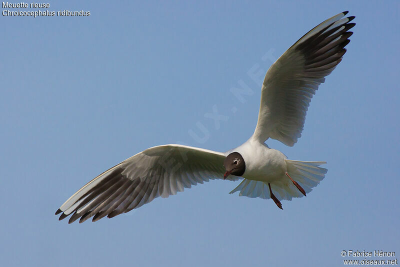 Mouette rieuseadulte nuptial, Vol