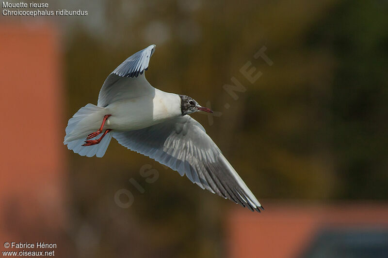 Mouette rieuse1ère année, Vol