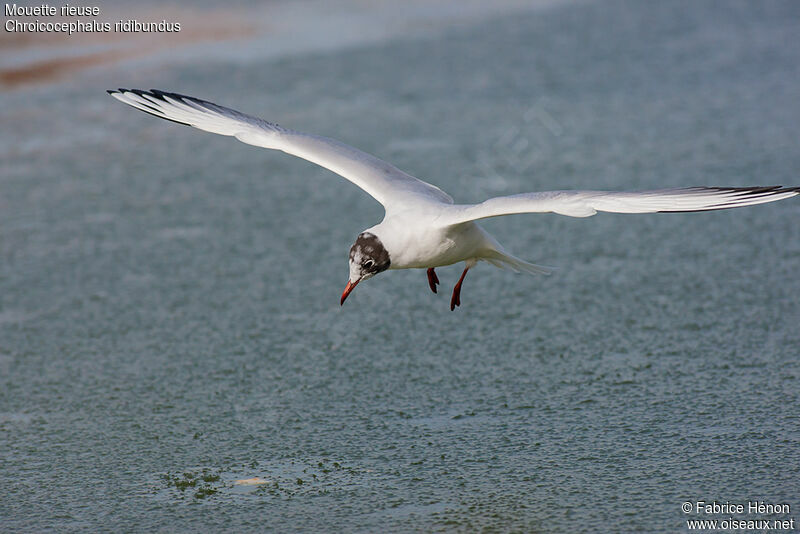 Mouette rieuse1ère année, Vol