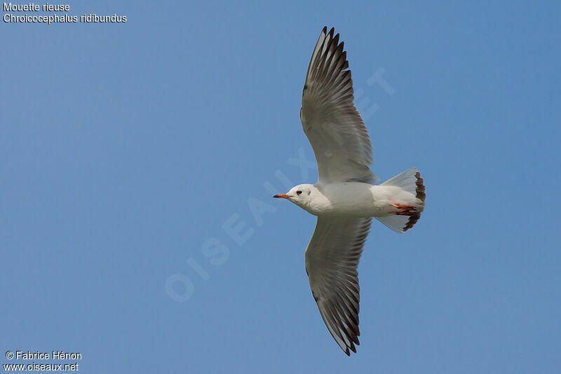 Mouette rieuseadulte internuptial, Vol