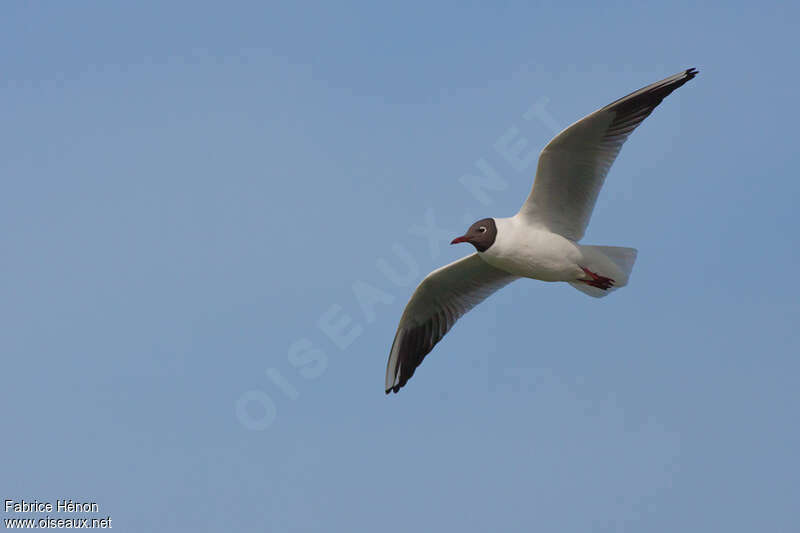 Mouette rieuseadulte nuptial, Vol