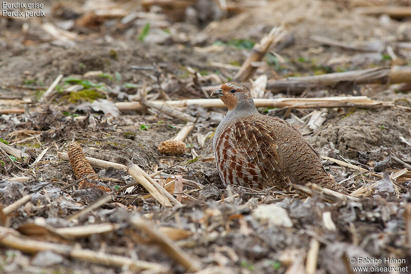 Perdrix grisejuvénile, identification