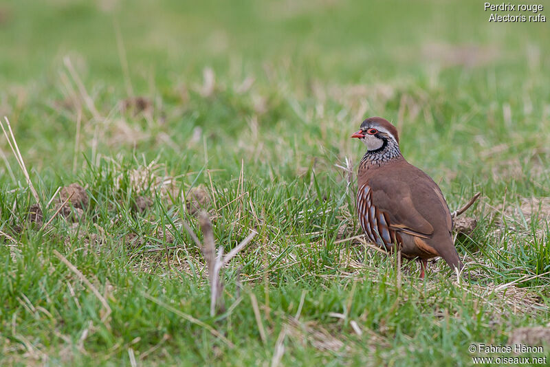 Perdrix rouge, identification