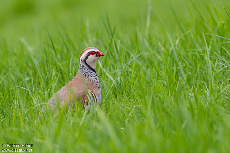 Perdrix rougeadulte, identification