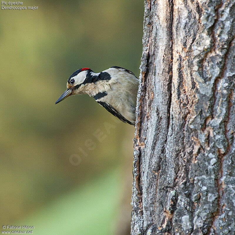 Pic épeiche mâle adulte, identification