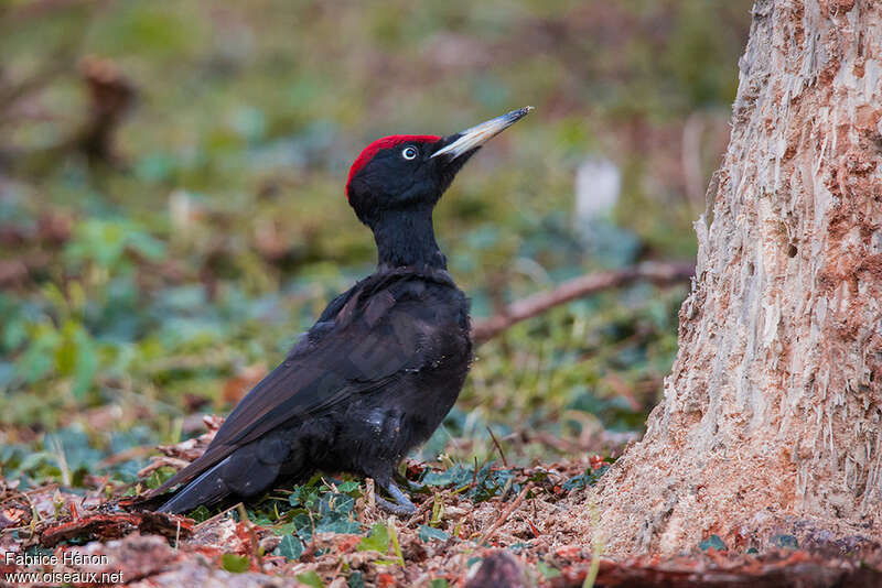 Black Woodpecker male adult, identification