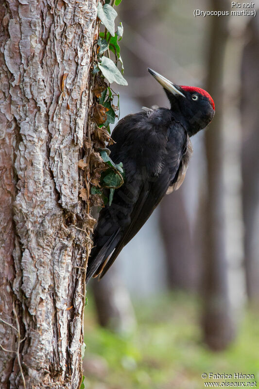 Black Woodpecker male adult, identification