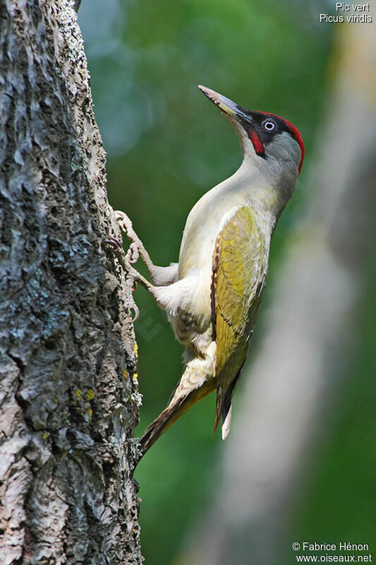 European Green Woodpecker male adult